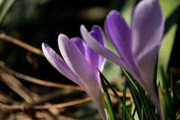 purple crocus flower