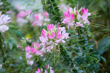 Beautiful pink flowers in springtime