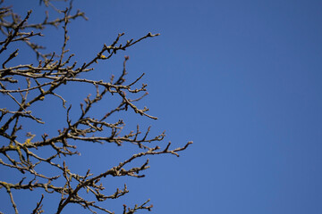 branches against blue sky