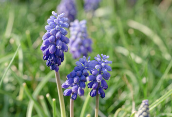 Traubenhyazinthen sind krautige, ausdauernde Pflanzen mit kleinen eiförmigen Blumenzwiebeln als Überdauerungsorgane	