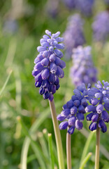 Traubenhyazinthen sind krautige, ausdauernde Pflanzen mit kleinen eif&ouml;rmigen Blumenzwiebeln als &Uuml;berdauerungsorgane	