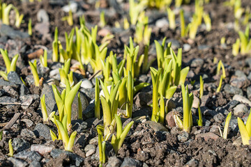 Green young wild flowers sprouts growing at mountain field covered with small stones
