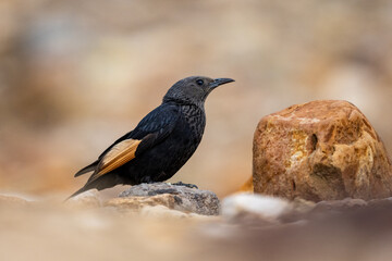 Tristram's starling (Onychognathus tristramii), Jordan.