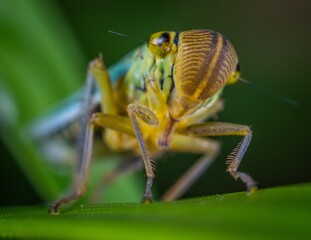 bug on a leaf