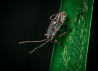 bug on a leaf