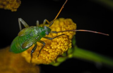 bug on a leaf