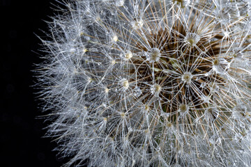 White fluffy round dandelion with rain water drops on a black background, macro. Round head of summer plants with umbrella-shaped seeds. The concept of freedom, dreams of the future, tranquility