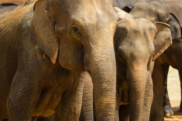 Herd of elephants in water