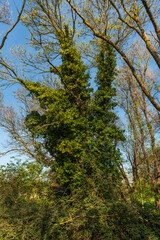 Ivy envahissant un arbre, en Occitanie, en France