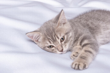Naklejka na ściany i meble A gray striped little kitten lies on a white blanket. The kitten is resting after playing. Portrait of beautiful gray tabby cat. Cute kittens