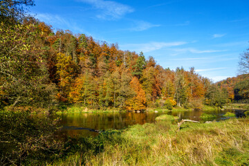 autumn landscape in the forest