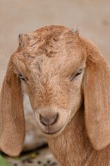 closeup the beautiful small brown goat kids looking front and enjoy he nature over out of focus brown background.