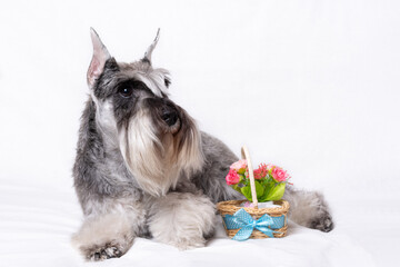 A beautiful purebred gray miniature schnauzer lies on a white background next to a basket of flowers. Pedigree bearded miniature schnauzer of pepper and salt color is resting after the show.
