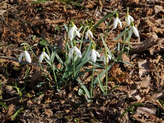 white flowers snowdrops in the garden at spring