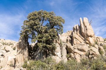 natural park formed by granite rocks called La Pedriza in the Sierra de Guadarrama, Madrid
