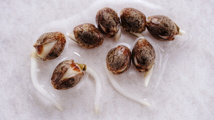 Fresh weed seedlings. Young cannabis sprouts on white background. Close up view of marijuana seeds. Hemp cultivation. Growing concept.