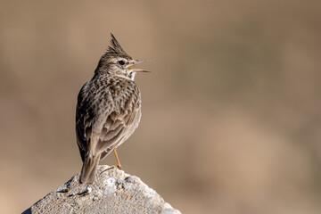 Crested lark (Galerida cristata), Jordan.