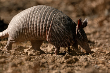 Armadillo closeup walking through winter field.