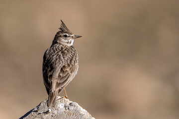 Crested lark (Galerida cristata), Jordan.