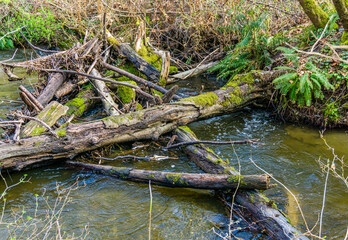 Creek And Wood Pile