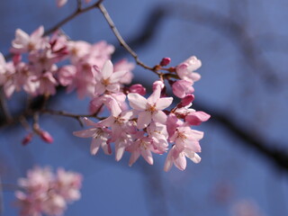 桜2022