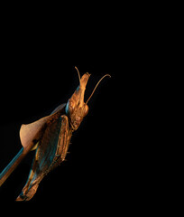 Gongylus Gongylodes - Wandering Violin Mantis