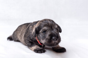 Little newborn puppy learns to walk. A small black miniature schnauzer puppy crawls on a white blanket. Pet care. National Puppy Day