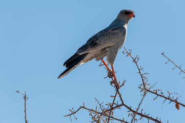 A Pale Chanting-goshawk - Melierax canorus- is sitting on the Branch of a tree in Etosha National Park, Namibia. This bird is a subspecies of Hawk.