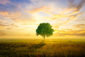 Obraz premium alone tree and lawn at sunrise