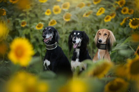 Three saluki dogs in the sunflowers field