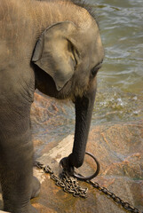 Baby indian elephant at play by a river