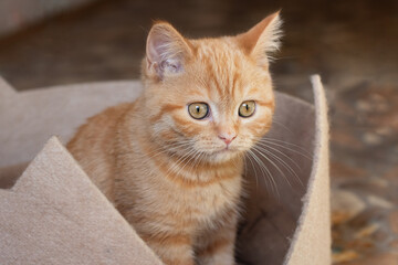 Little ginger cat sitting in his couch.