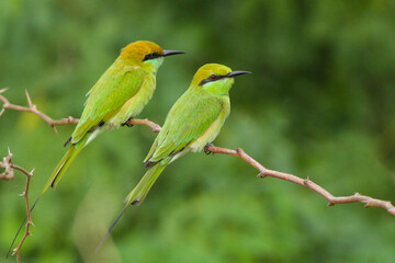 Green bee-eater perching on a branch of tree