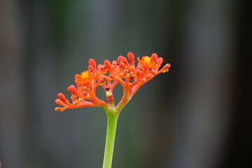 Jatropha podagrica (Also called Jarak bali, jarak batang gajah, Gout Plant, Gout Stalk) flower....