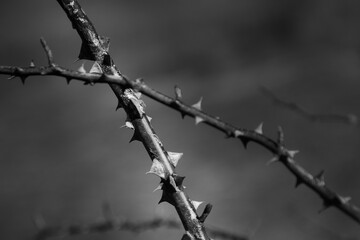 Prickly stalk