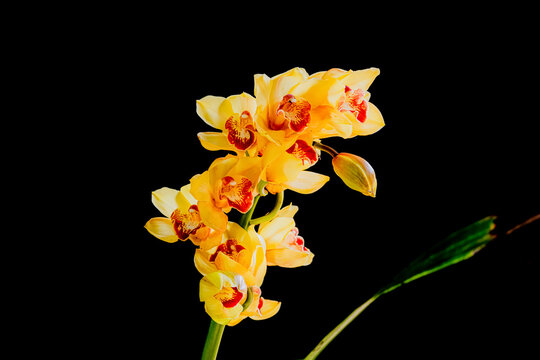 Yellow Cymbidium Orchids in the Orchid Garden. Background. Orchids in the genus Yellow Cymbidium. Close-up image of Black Background Orchids.