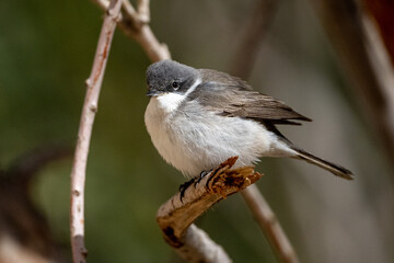 Lesser whitethroat (Curruca curruca), Jordan.