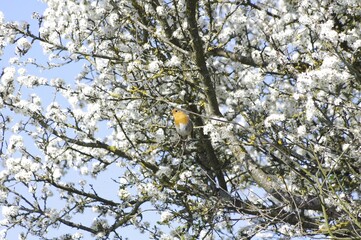 Le rouge-gorge dans l'arbre en fleurs