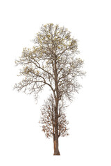 Dead tree ,Silhouette dead tree or dry tree on white background with clipping path.
