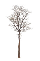 Dead tree ,Silhouette dead tree or dry tree on white background with clipping path.
