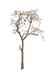 Naklejka premium Dead tree ,Silhouette dead tree or dry tree on white background with clipping path. 