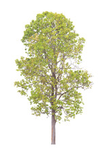 Obraz premium Tree isolated on white background. Save with clipping path. 