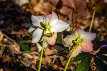 Close-up of spring flowers in the forest