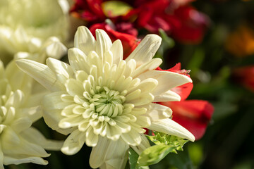 White Aster flowers in bloom.