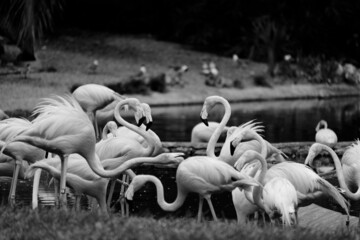 Group of flamingos at zoo in black and white.