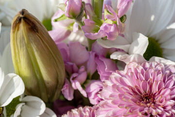 Pink Chrysanthemum flowers in bloom.