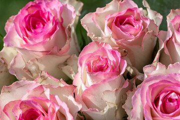 A bunch of pink, and white roses.