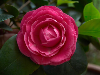 Vibrant violet colored camelia flower top view closeup on green leaves background