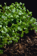 shoots of Saxifraga arendsii flowers. close-up photo
