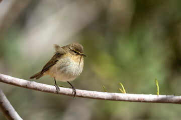 Common chiffchaff (Phylloscopus collybita), Jordan